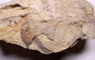 Big Isotelus Trilobite Fossil Ordovician Minnesota Maquoketa Formation