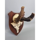 Black Forest German Roe Deer Antler Mount 8  Vintage 1960 Taxidermy Wall Plaque