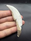 Rare Fossil Spermcetacean Tooth Bone Valley Florida 3 44    Marine Mammal Incisor