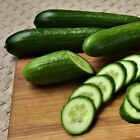 40 Heirloom Tendergreen Burpless Cucumber Seeds - Sweet   Bitter-free 
