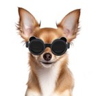 Dog Goggles For Small Dog Uv wind dust Protection Dog Sunglasses For Black