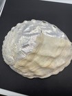 Abalone Shell Large 8 Inches In Great Condition