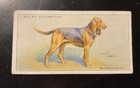 1937 Wd ho Wills s Cigarette Dog Card Imperial Tobacco Co Terrier Hound Spaniel