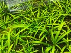 15x Dwarf Sagittaria Subulata Dwarf Sag Live Aquarium Plants Aquatic Plant 