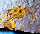 Rare And Fine 4cm Macrocystella Bohemica  Upper Tremadoc Of Morocco