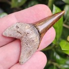 Peruvian Transitional White Shark Fossil Carcharodon Hubbelli Peru Mot Megalodon