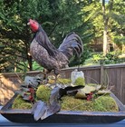 Vintage Taxidermy Black Irridescent Bantam Rooster Chicken Standing Mount Curio