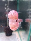Live Flowerhorn Short Body Fish Male Super Red  Big Kok Head  Size 4  A1