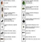 50 Dead Bugs Entomology Class Insect Bug Collection  Identified  All Usa Native 