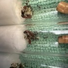 2 Queen Ant  Forelius Pruinosus   16 -25 Workers