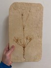 Museum Quality Fossil Plant Unknown Flowering Angiosperm Brazil Cretaceous Age  