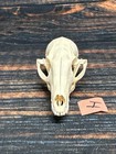 Real Grey Fox Unique Animal Mount Halloween Skull Art Craft Mountain Man Canine