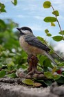 Bird Decor Statue Carolina Chickadee Home Decor Garden Decor