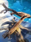 Large Driftwood Manzanita Aquascape Aquarium Terrarium Bonsai  24   24   16 