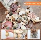 200 Pcs Sea Shells Bulk Mixed Ocean Beach Seashells For Kids  Various Sizes Na  