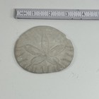 Fossil Lot Sand Dollar Specimen Marine Invertebrate Rock Collection