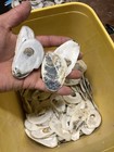 Oyster Shells Flats Bag Of 100  Cleaned 2   -4      Great For Crafts