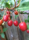 4 Goumi Cuttings Edible Red Fruits Nitrogen Fixing Permaculture Pretty Tree