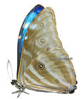 Unmounted Butterfly morphidae - Morpho Marcus Intermedia  Male  Peru