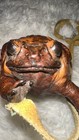 Real Vintage Taxidermy Toad Bull Frog Coin Crossbody Purse Bag Pouch 