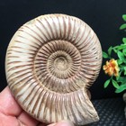 180g Natural Polishing White Ammonite Home Specimens Of Madagascar Md3785