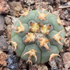 3 5-4cm Gymnocalycium Spegazzinii V unguispinu Seedgrowth Garden D  cor Boutique