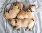 16 Pack Puppy Id Collar Identification Adjustable Breakaway Whelping Collars