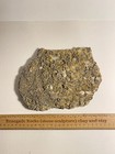 Mississippian Crinoid Fossil Large Plate Pitkin Limestone Arkansas Rare Find