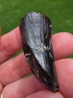 Freshly Erroded Predation Marked Tylosaurus Rex Tooth Ozan Fossil Mosasaur 