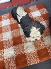 Shorthaired Shih Tzu Dog Statue