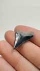 Quality Great White Shark Tooth Fossil Real Shark Teeth Fossils