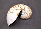 Polished Natural Nautilus Left Cut Single Half  1 Half Shell Approx  6  Inches 