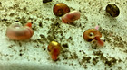 10   1 Ramshorn Snails Freshwater Blue Pink Red Brown Clean Up Crew Friendly