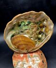 Vintage Abalone Seashell Table Lamp Nautical Nightlight Works