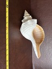 Natural Florida Horse Conch Sea Shell      12 00
