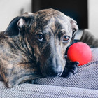 Ball     Durable Rubber Dog Toy     Made In Usa     Bouncy Ball In Bright Neon Colors