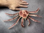 Museum Quality Painted Paralithodes Camtschaticus King Crab Taxidermy