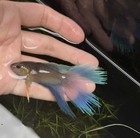 Live Betta Fish -paradise Fish    red Blue Big Tail  1 Pair