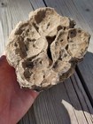 Stromatolite With Excellent Detail 2 Lb  12 4 Oz 