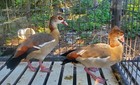 4 Egyptian Geese Hatching Eggs