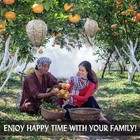 8 Pack Fake Hornet Nest Decoy Wasp   Carpenter Bee Repellent Outdoor 8 66   11 