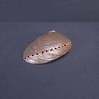 Vintage Pink Beige Sea Shell Abalone Polished Paua Iridescent Top 6 25x5x2 