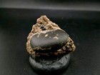 Real Permineralized Reptile Egg Fossil 