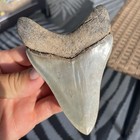 Megalodon Shark Tooth Georgia 4 27    All Natural No Repairs