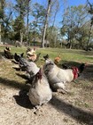 12 Fertilized Chicken Eggs For Hatching 