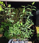 Eucalyptus Deglupta Rainbow Eucalyptus Tree In 5  Pot 30  Tall  not Seeds 