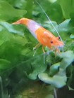 Orange Rili Freshwater Neocaridina Aquarium Shrimp - Live Guarantee 10 2 doa  