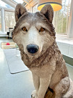 Exclusive-sitting Wolf Resin Statue  Garden home Decor  Wild Animal  Sandicast