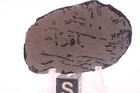 Canyon Diablo Iron Meteorite Etched Full Slice 21  Grams 2 Inch