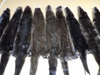 Tanned North American  Small Slt Dge River Otter  Lontra Canadensis  Pelts